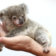 Illustration for article titled And now, a baby koala sitting in a tea cup